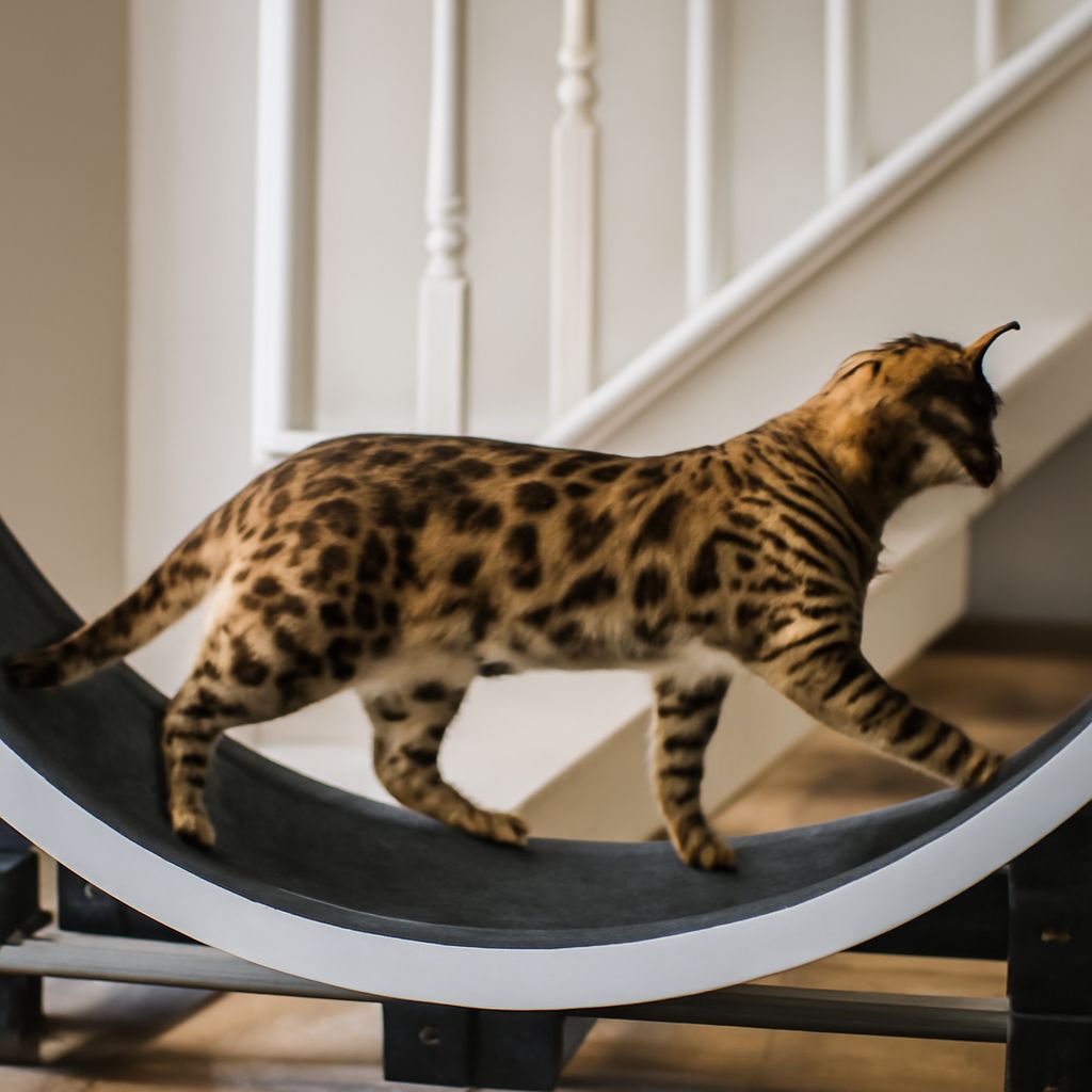 Best Exotic Pets: What You Need to Know Before Choosing an Unusual Animal