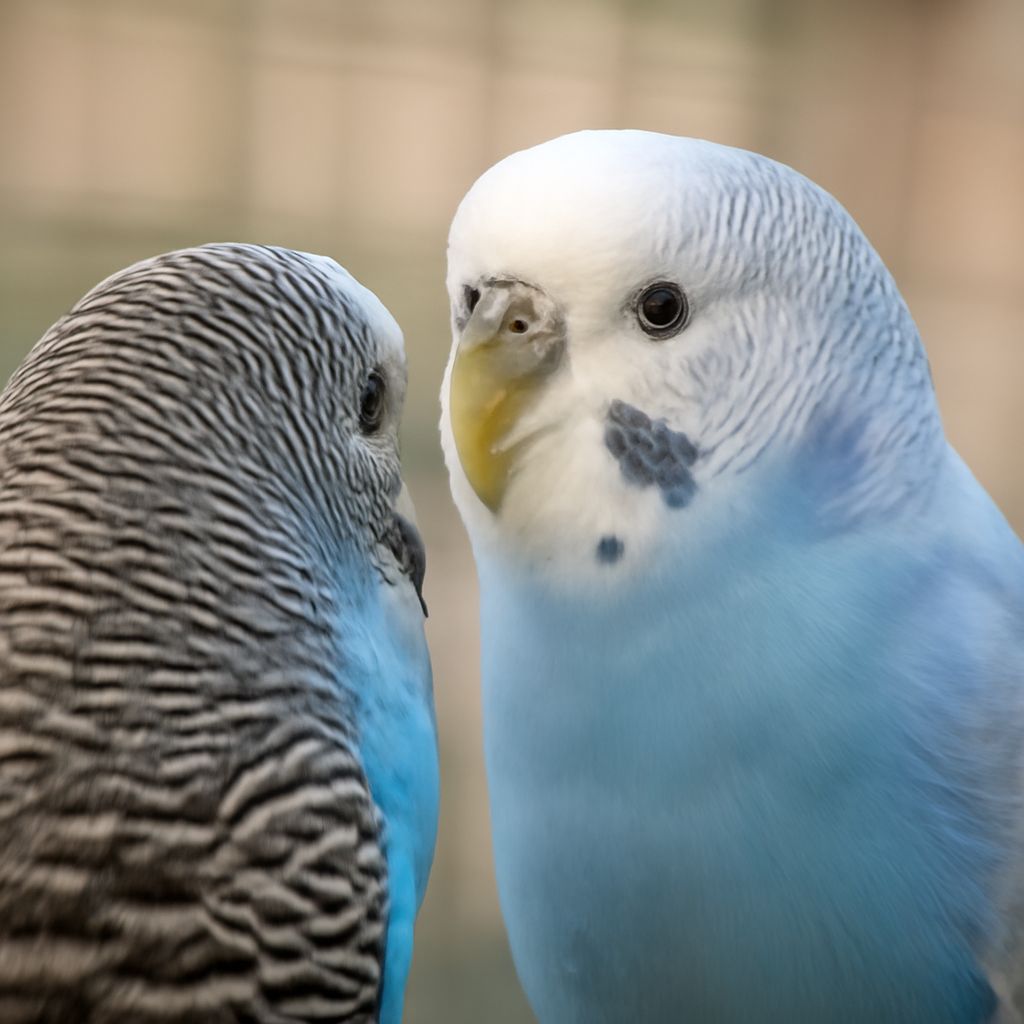 That’s My Dog: A Complete Pet Bird Care and Quiz Guide