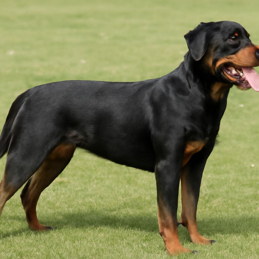 When Should You Neuter a Dog: Age, Benefits, and Breed Factors