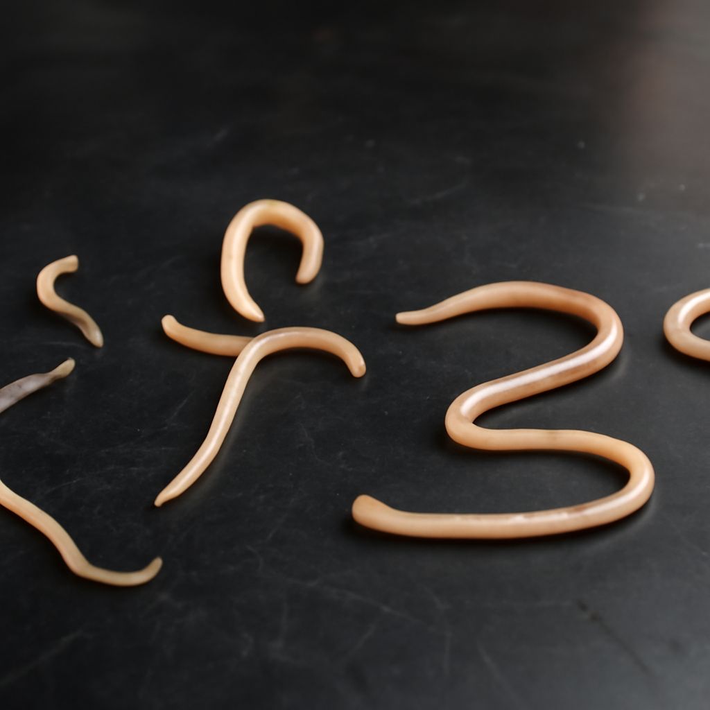 Can I Get Worms From My Dog: Zoonotic Risks, Transmission Routes, and Prevention