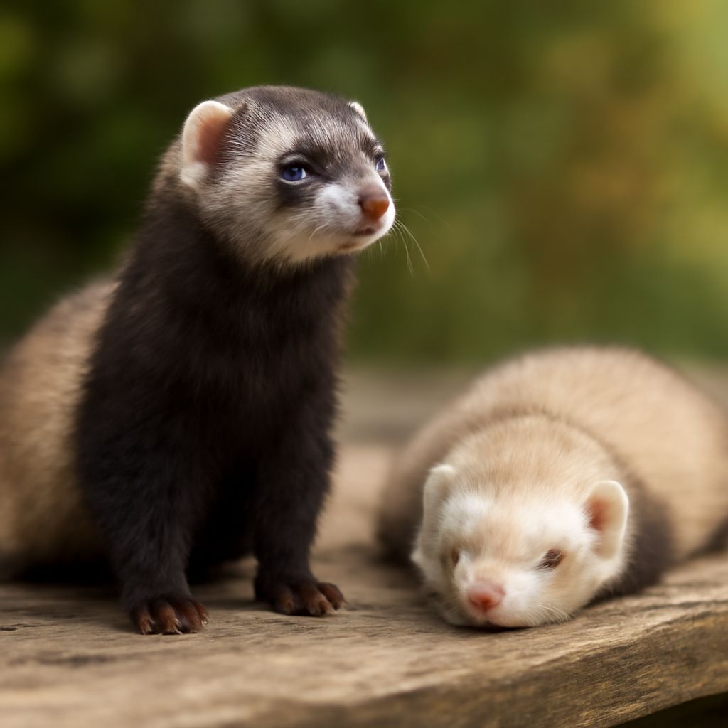 Ferrets as pets and ferret as a pet care guide