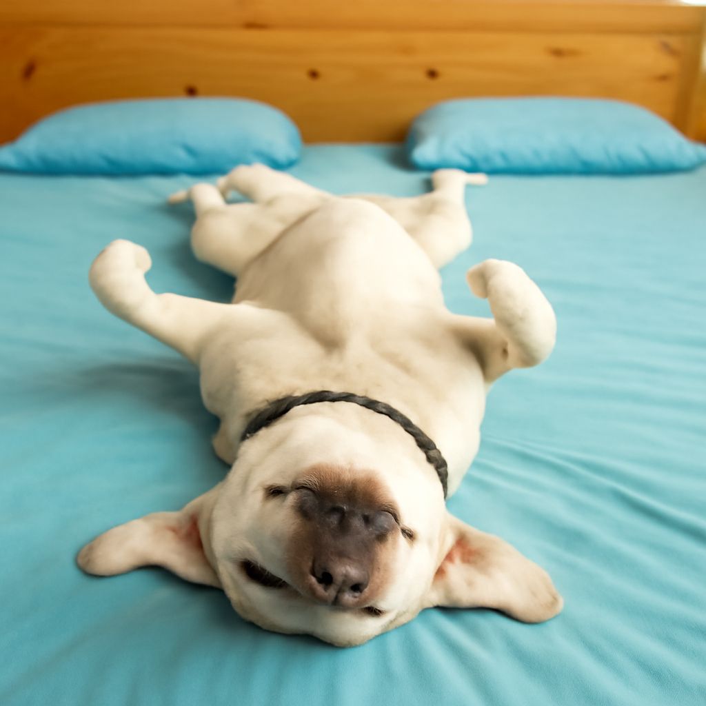 Why Does My Dog Sleep So Much?