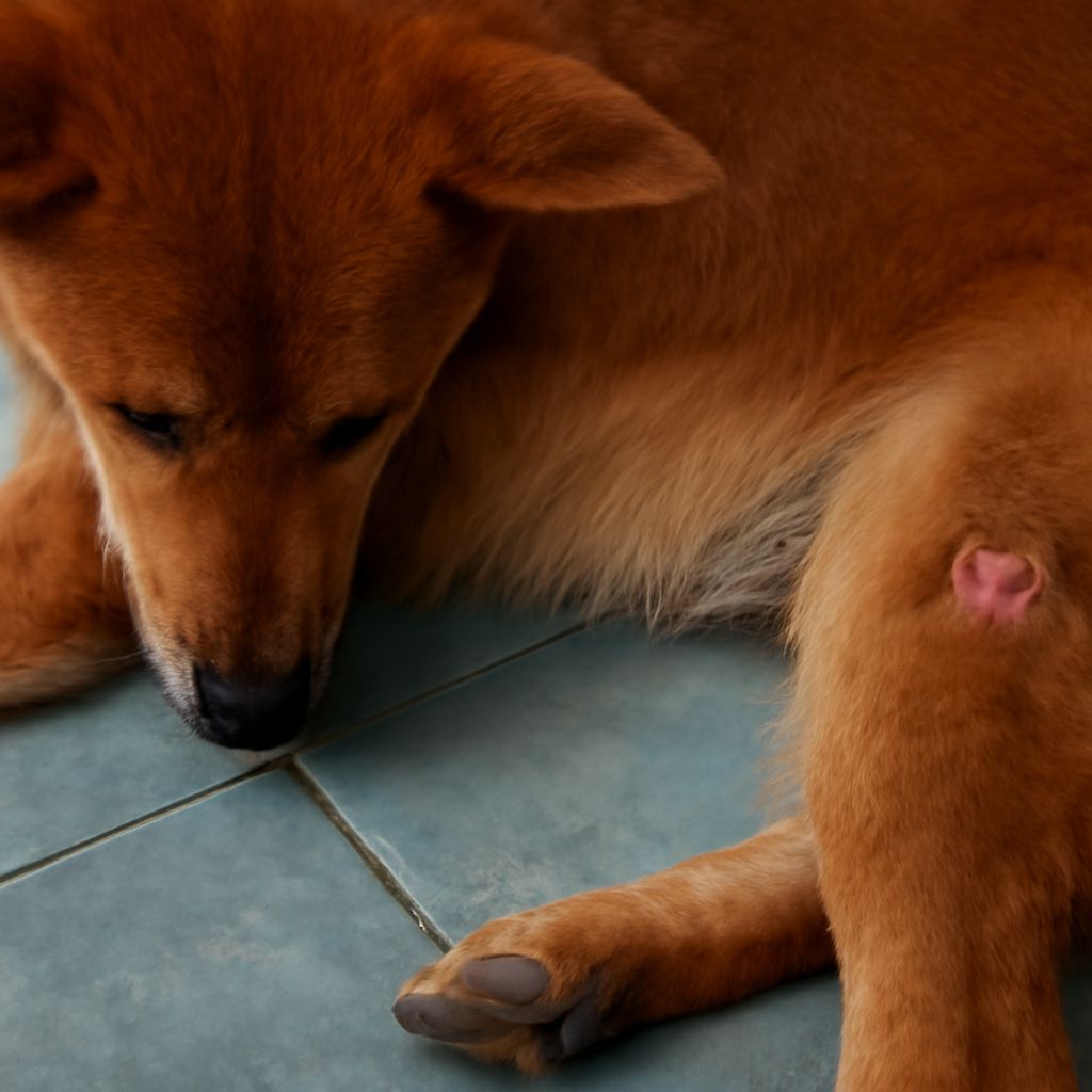 Dog biting tail or chewing tail raw