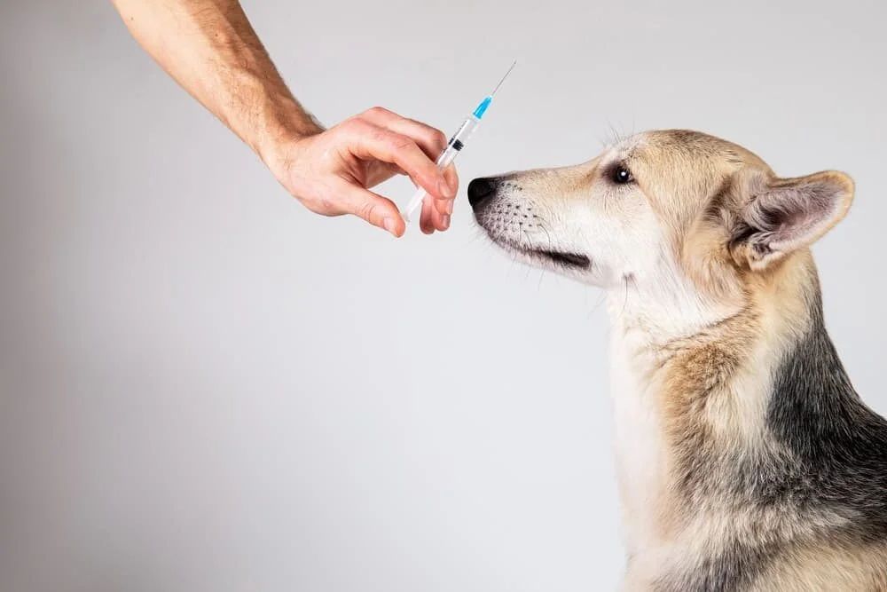 How to Give a Dog an Insulin Shot: A Comprehensive Guide