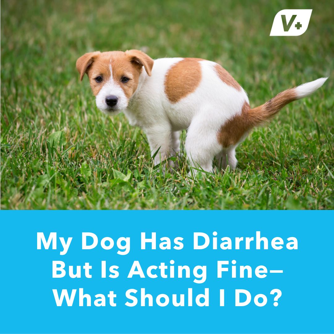 My Dog is Lethargic but Eating and Drinking: What’s Going On?