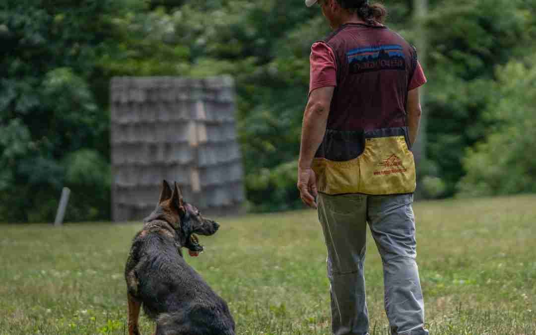 How Much is Dog Training: Understanding the Costs Involved