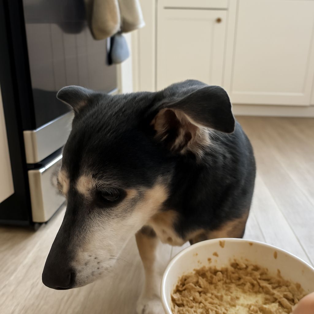 Dog Won’t Eat: Understanding the Reasons and Solutions