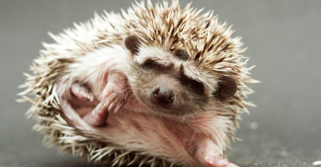 Hedgehog pet price and cost details