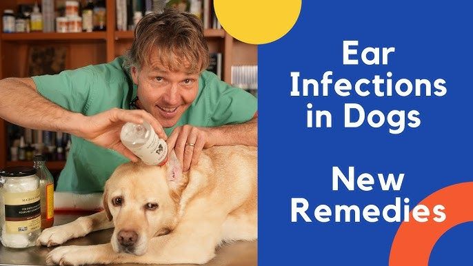 Itchy Dog Ears: Causes and Solutions