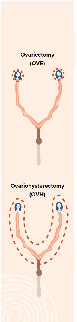 Ovariohysterectomy Dog: Understanding the Procedure and Its Benefits