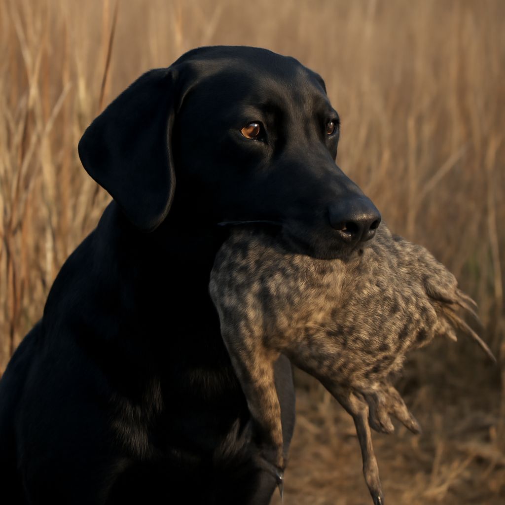 What to Say When Someone Loses a Pet
