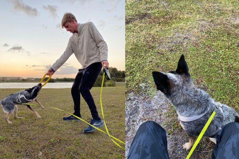 Retractable Dog Leash: A Comprehensive Guide for Pet Owners