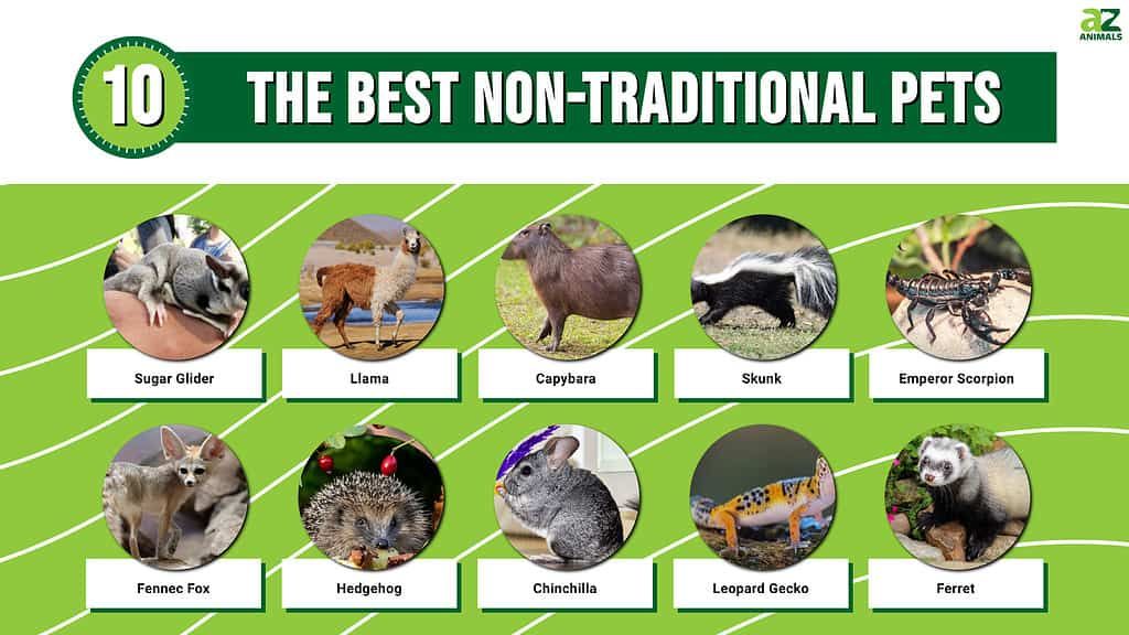 Unusual Pets: Discovering Unique Companions