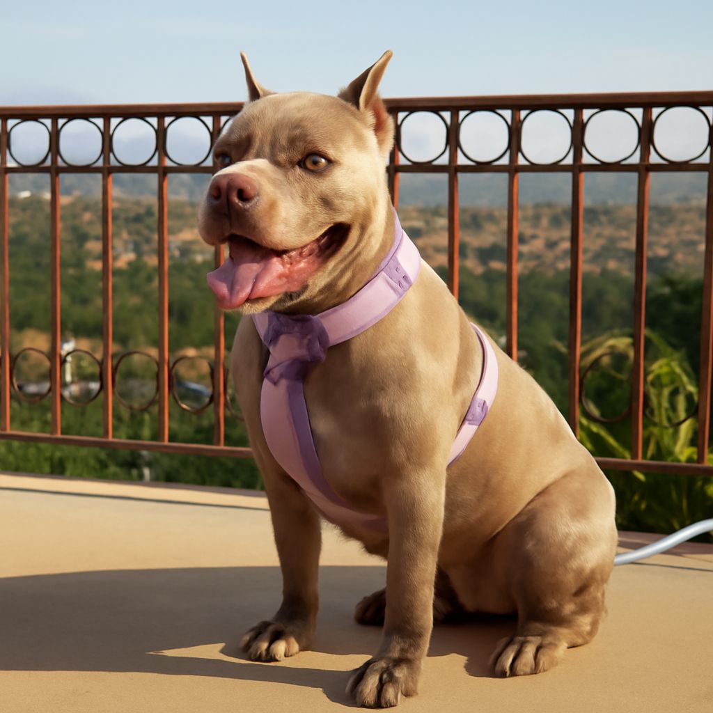 How to put on a dog harness and spiked dog harness