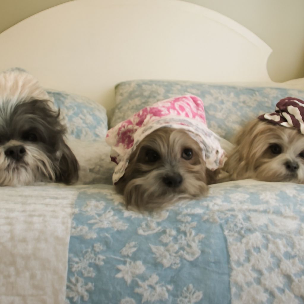 Hot Dog Casing: Essential Tips for Dog Gear Enthusiasts