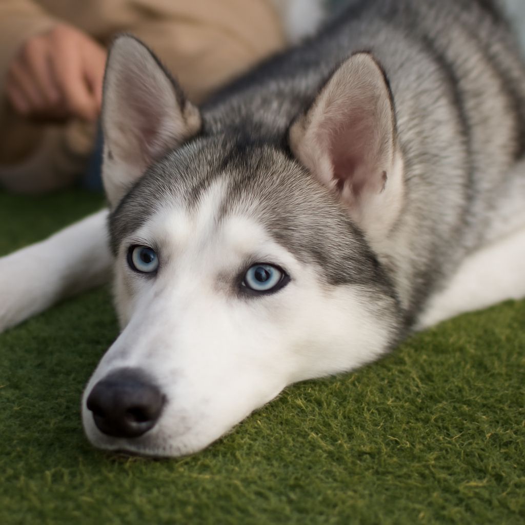 Safe place for pets and tips on surrendering a pet