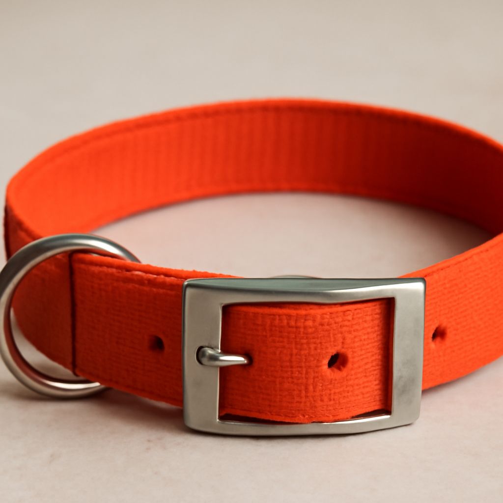 Nylon Dog Collar: A Comprehensive Guide to Choosing the Best Fit