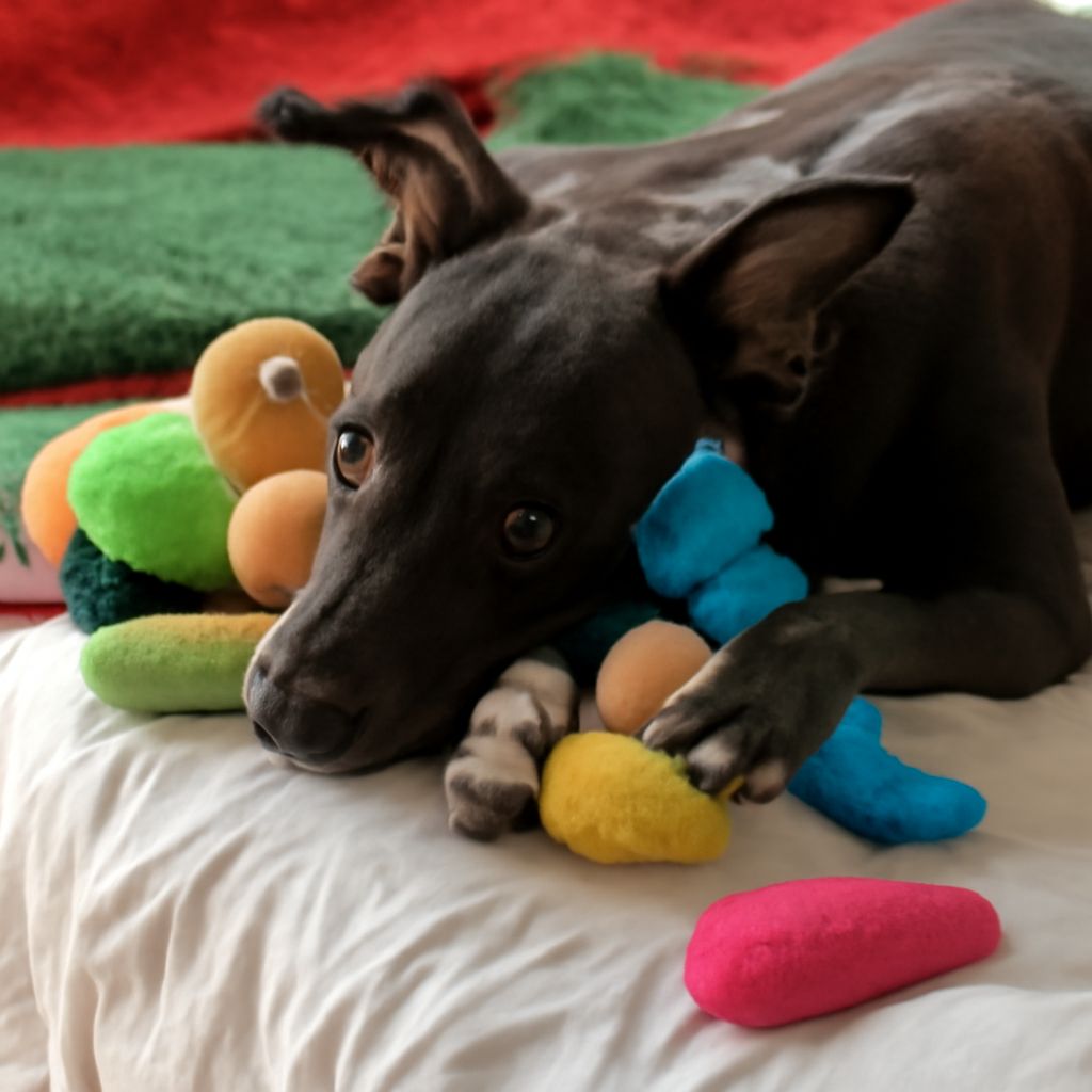 How Long Can a Dog Live with Cancer?