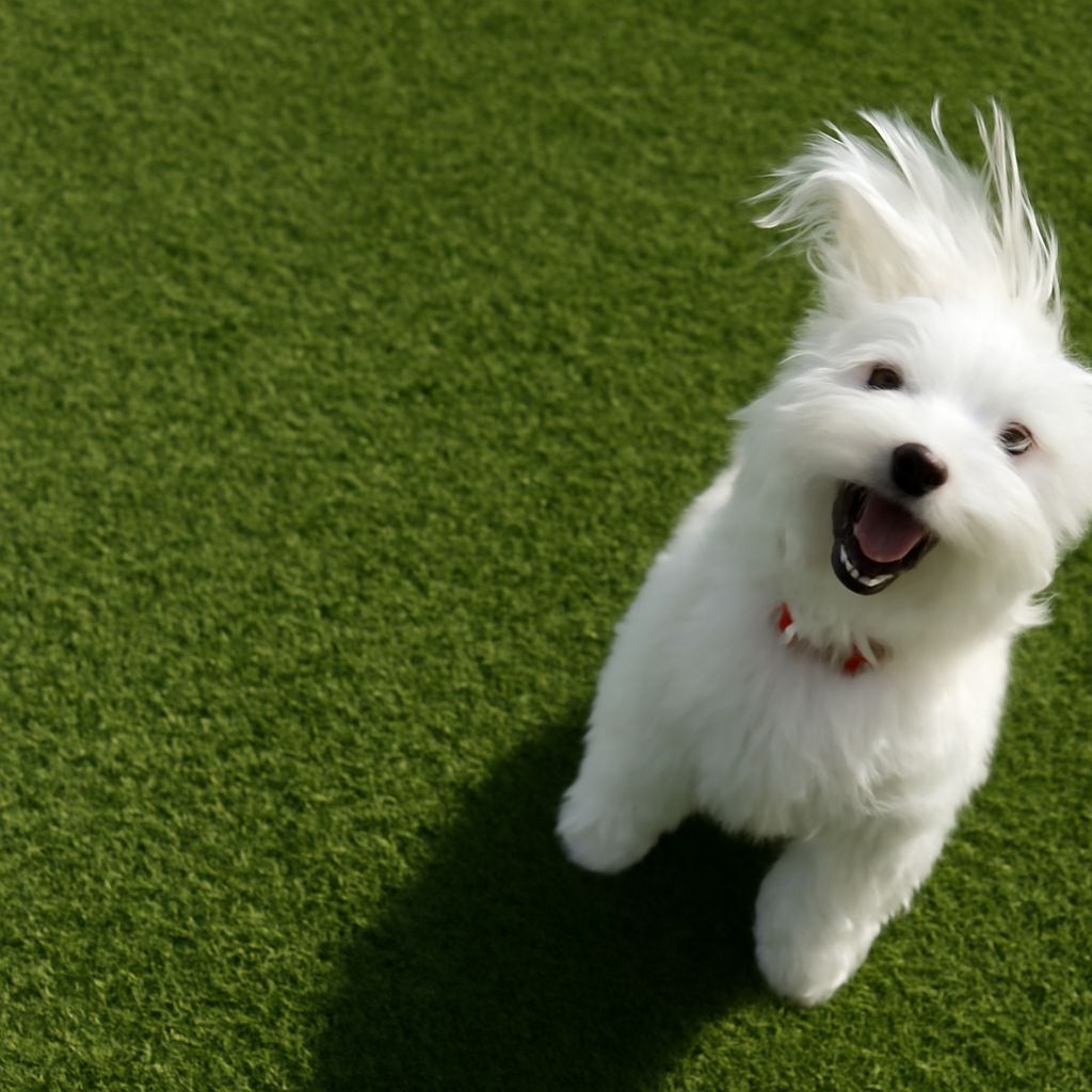 Pet Friendly Artificial Grass and More: Your Guide to Pet Friendly Living