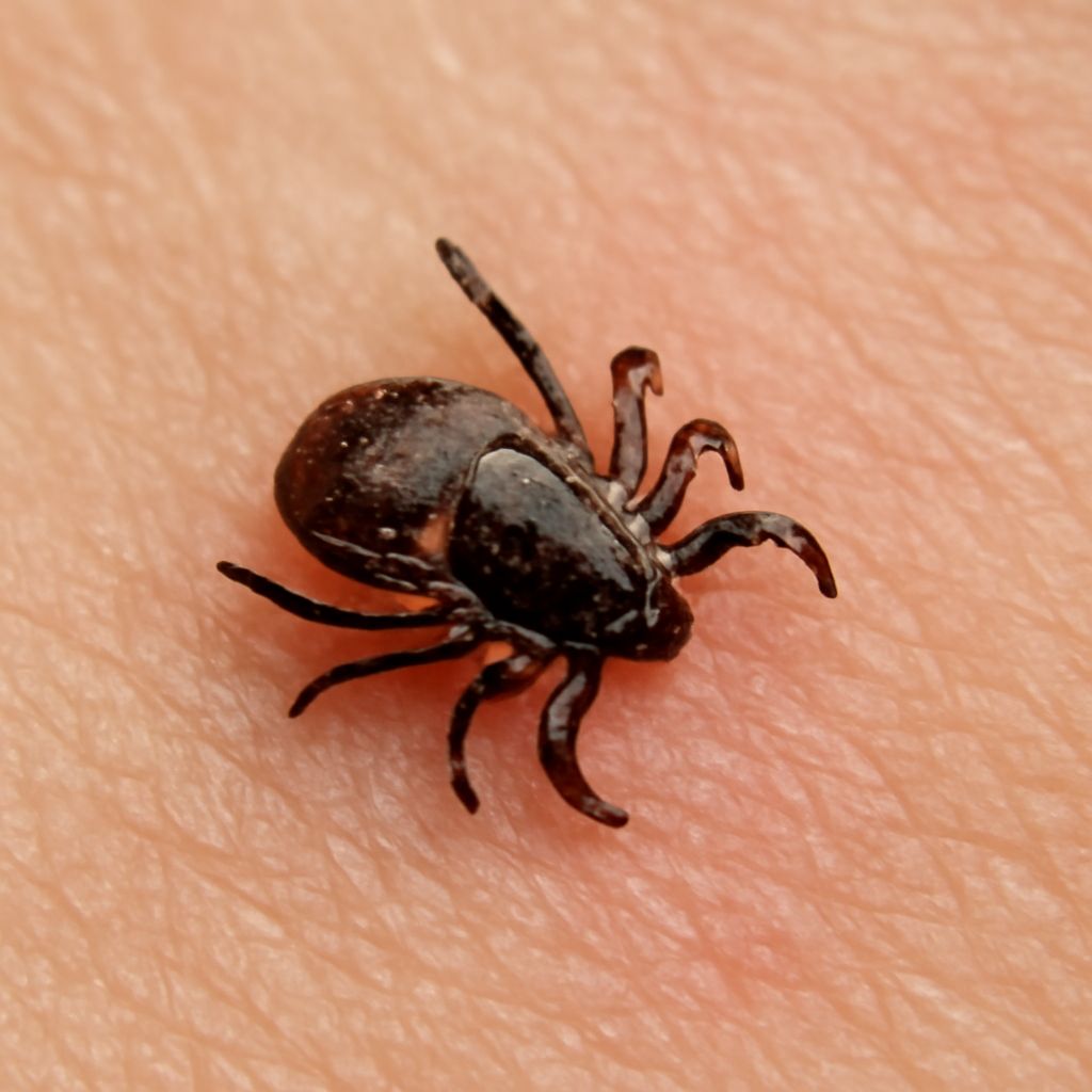 Tick bite dog and ticks on a dog