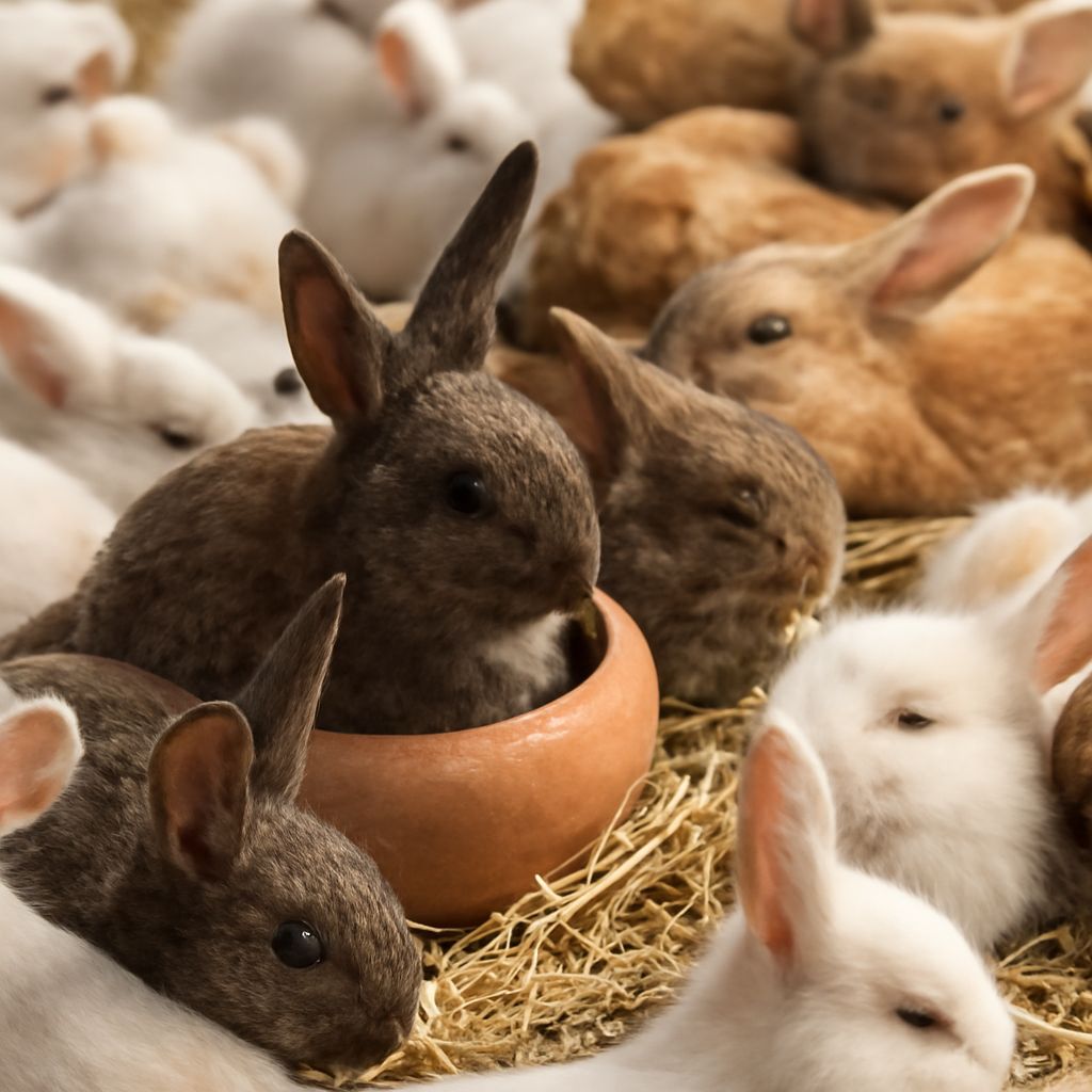 Best Rabbit Breeds for Pets: Top Choices for Your Home
