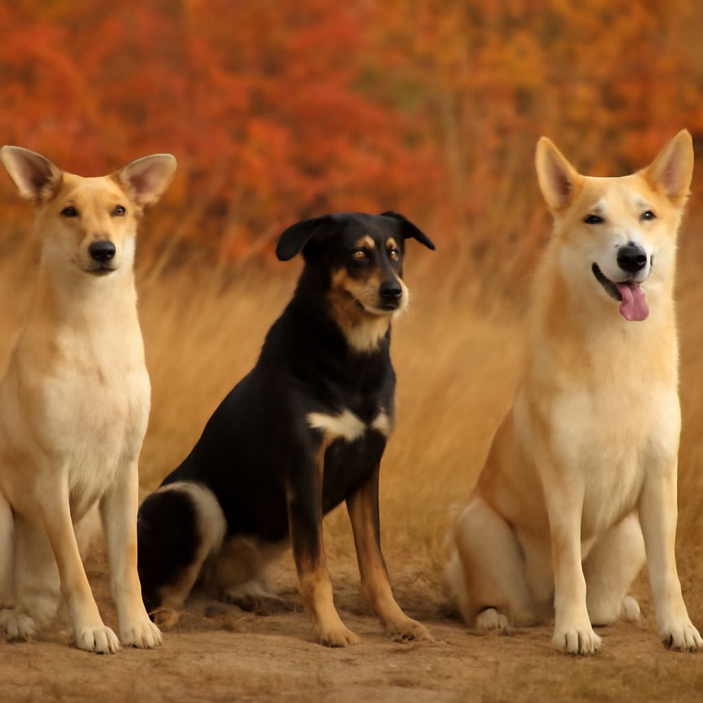 Explore dog characteristics and traits like the Chinook dog breed