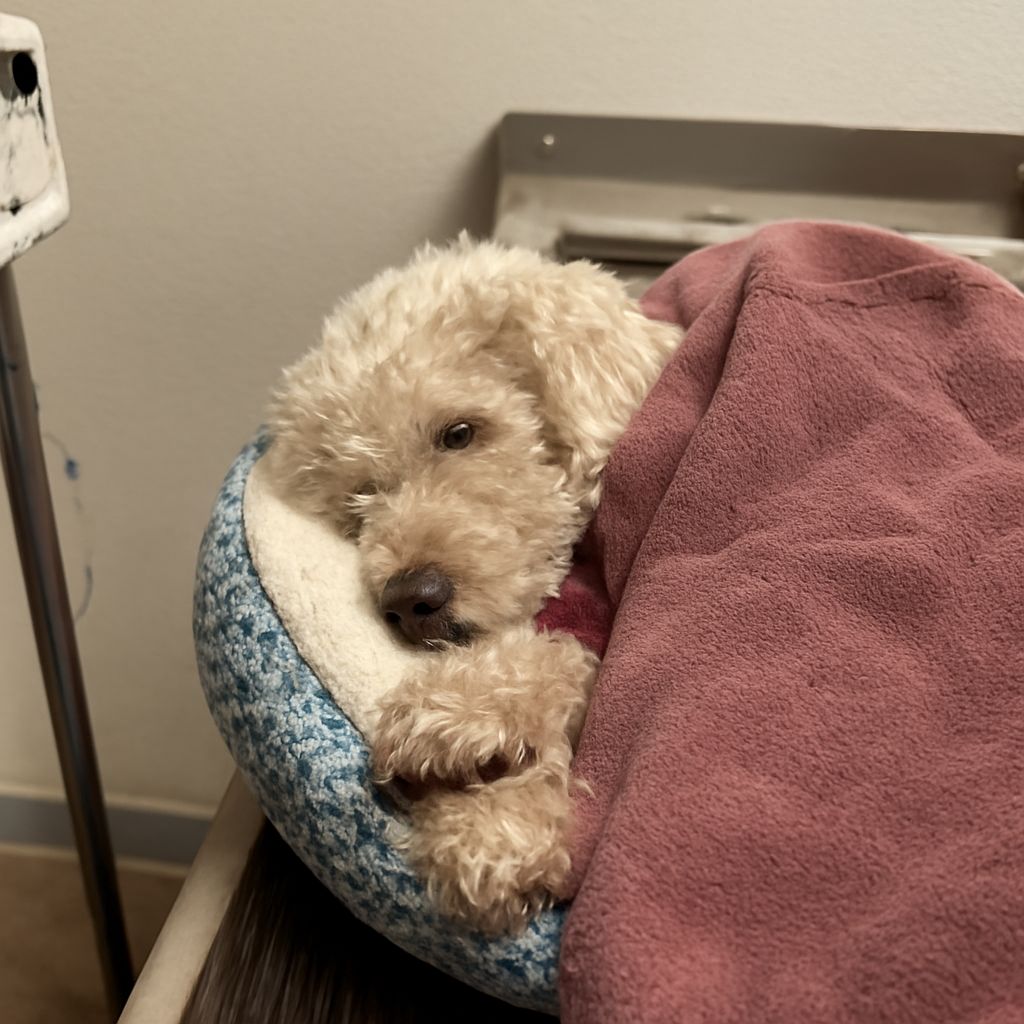 Dog Mayor: Exploring Unique Canine Roles and Traits