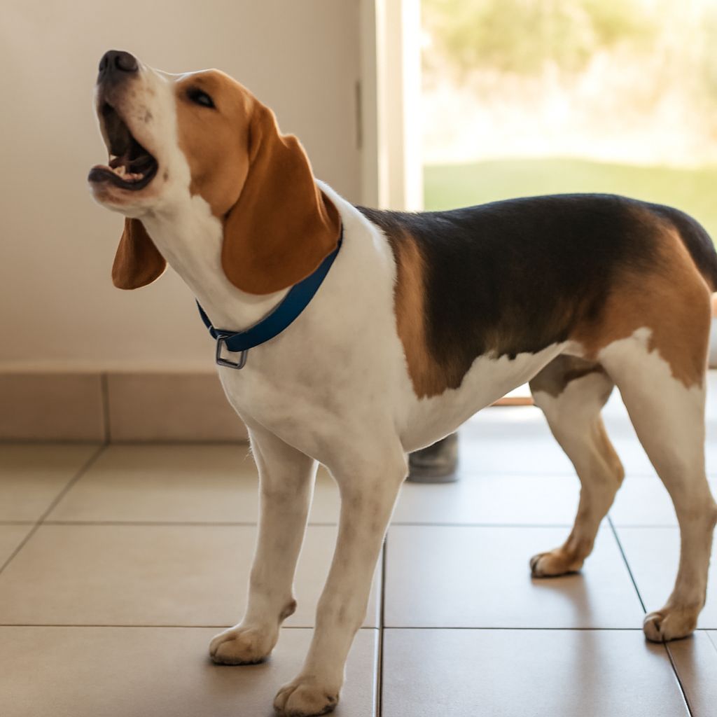 Dog Won’t Stop Barking: Understanding and Solving the Issue