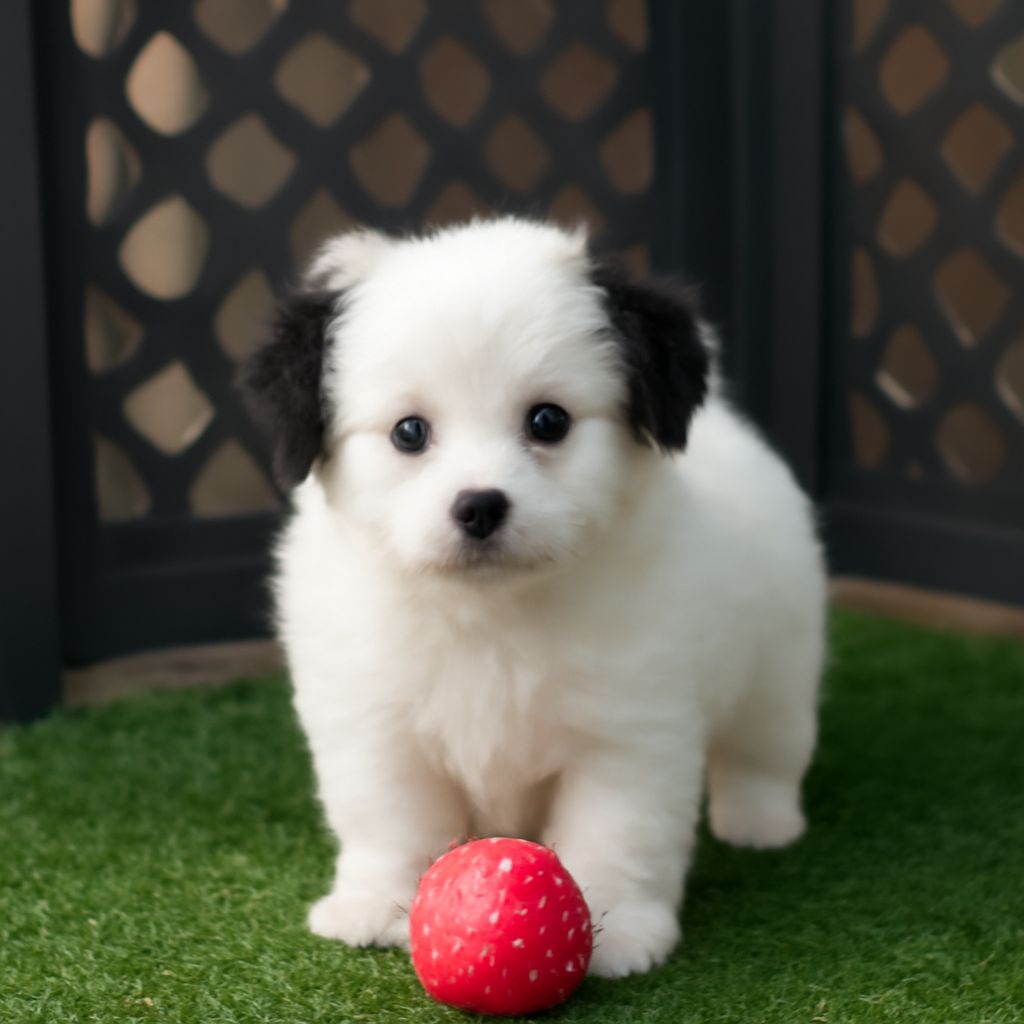 Teddy Bear Dog Price: Understanding the Costs