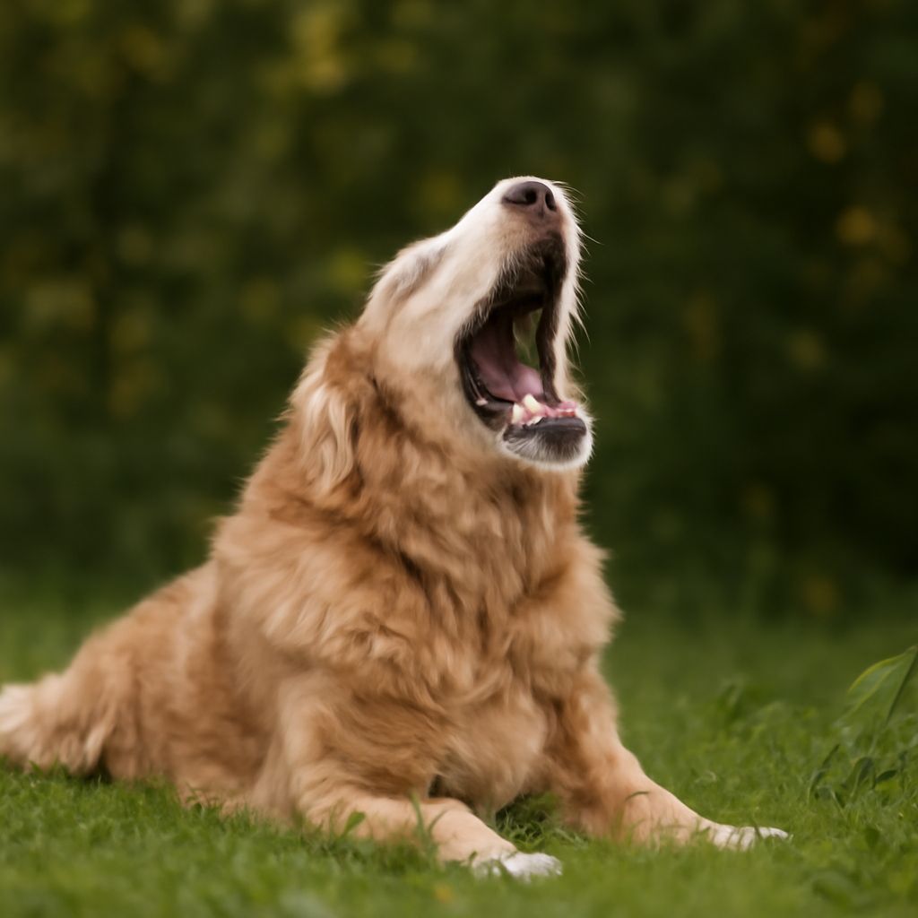 Why Does My Dog Bark So Much? Understanding Canine Behavior