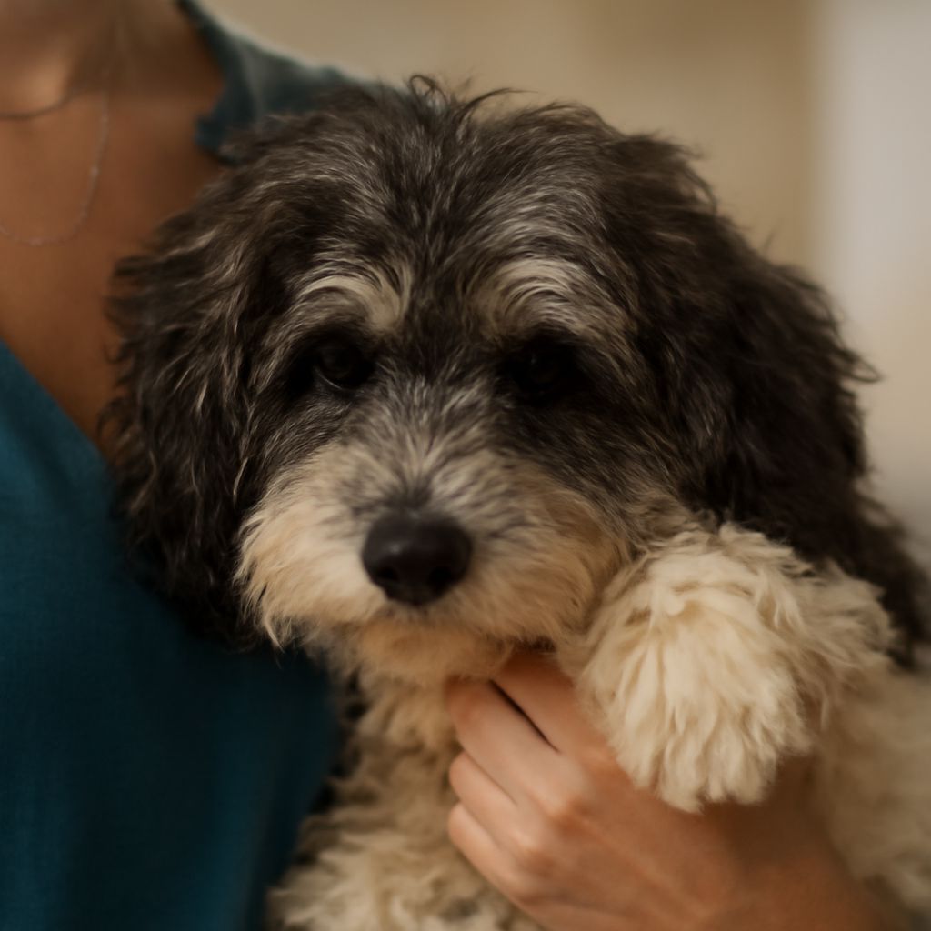 Understanding Umbilical Hernia in Dogs
